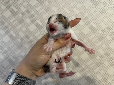 (사)동부동물보호협회_426331202500038